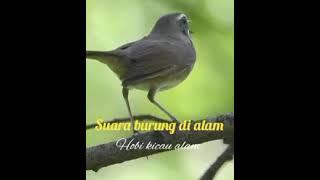 TERAPI BURUNG MANDENG LANGSUNG NYAUT BERANI COBA !¡!!