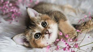 Cat lullaby for kittens with anxiety Relaxing music for cats 10 hours