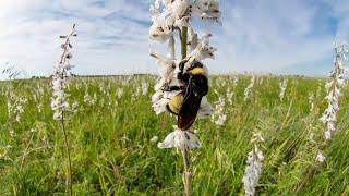 Facilitating grassland biodiversity and resilience