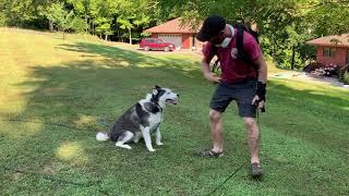 Maverick - Siberian Husky learns to yield to leash pressure