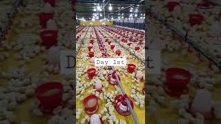 poultry farm day 1