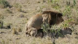 #lionsmating in front of tourists in #masaimara #lionsmatinglikehumans #lionsmatingafterfight #lions