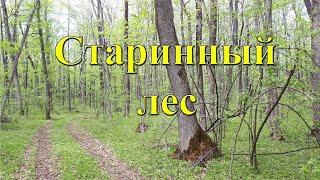 Старинный лес - вечный кладезь находок, монет и артефактов!!