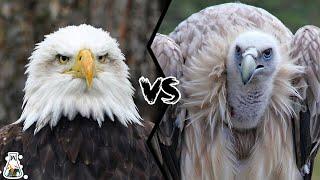 EAGLE VS VULTURE - Which is The Strongest?