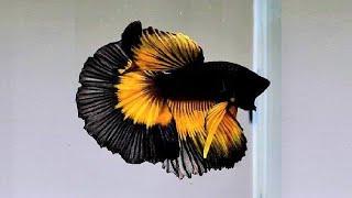 10 Razas de Peces Betta Más Hermosos del Mundo