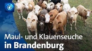 Maul- und Klauenseuche: Ausbruch in Brandenburg