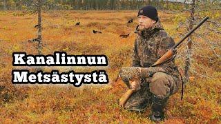 Metsäkanalinnun metsästys - Teeren kuvapyyntiä Lapissa 2022