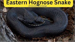 Unveiling the Wonders of Nature | Life Facts & Biological Challenges of the Eastern Hognose Snake