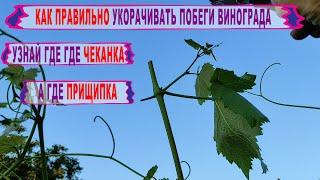 Никогда ТАК НЕ ЧЕКАНЬТЕ И НЕ ПРИЩИПЫВАЙТЕ виноград! В чем разница между чеканкой и прищипкой.