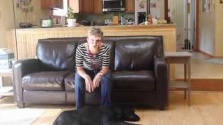 Dog Training: The Advanced Stay Part 1