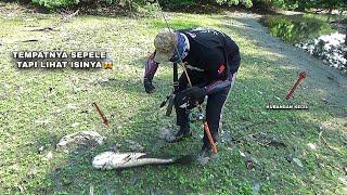 Rejeki Nomplok..! Mancing Di Kubangan Kecil Dapat Ikan Gabus Sebesar Ini