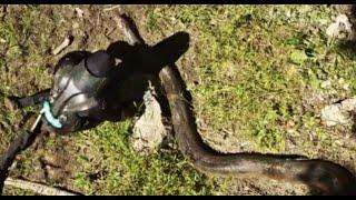 Eaten Alive By An Anaconda? [VIDEO]