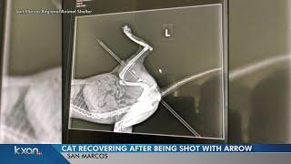 Cat shot with arrow prompts San Marcos Animal Control investigation