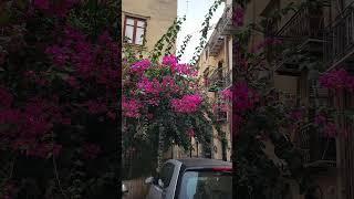 Walking in Palermo, September, part 15, ️ Secily, Italy