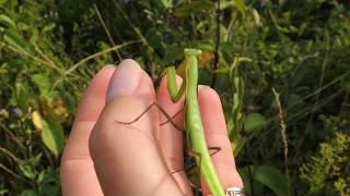 Modliszka zwyczajna z Polski / European mantis from Poland (Mantis religiosa)