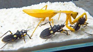 Golden mantis VS 3 Assassin bugs, the ending is unexpected!