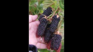Planting Tayberry| Tayberry Fruit| soft fruit growing uk| UK soft fruit varieties| micro-orchard|