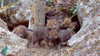 Wolf pups' reaction when their mom returns to the den