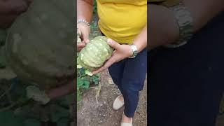 Harvest Time! Gulayan sa Paaralan️