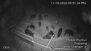 19 hogs from the city
