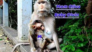 Please welcome hybrid monkey mom Oliva and baby Olvin in new troop | Olvin so hurt on his back