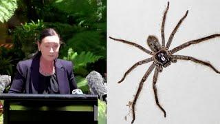 Venomous Spider Interrupts Press Conference