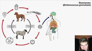 Жизненный цикл эхинококка | Биология ЕГЭ