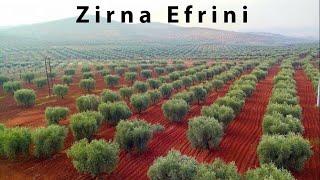 Zirna, Dewat, زرنا عفريني, زرنا كردي, دبكة عفرينية Rashid #efrin #efrîn #كردي