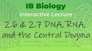 IB Biology 2.6 & 2.7 - DNA, RNA, and the Central Dogma - Interactive Lecture