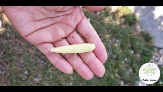 How to grow Baby Corn in your back yard.