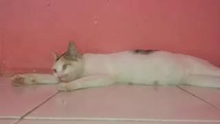 KUCING SEDANG TIDUR