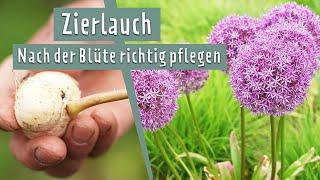 Allium nach der Blüte richtig pflegen | MDR Garten