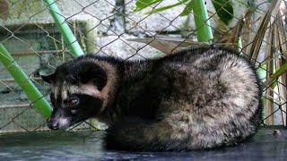 LUWAK COFFEE Farm from Bali