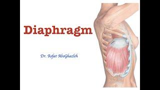 Anatomy of Diaphragm