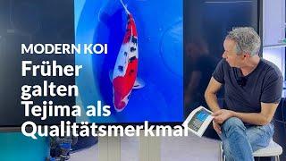 Sind Tejima bei Sanke wichtig oder nicht? | Modern Koi Blog #7238