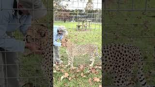 Spirit the Cheetah & Barry: A Bond Beyond the Wild  #AnimalBonding #wildlifeadventure  #shorts