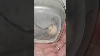 Gigantic Spider Egg Sac Bursts! 