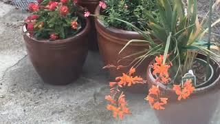 Hummingbird drink from Crocosmia Lucifer