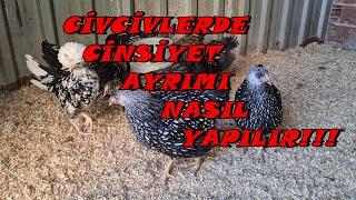 civciv ve tavuklarda CİNSİYET AYRIMI NASIL YAPILIR #cinciyetayrımı