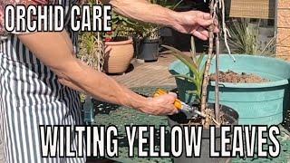 Surgical Intervention: Transforming Wilting, Yellowing Vanda Orchid Leaves!