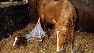 Horse giving birth without Help