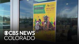 Humane Society of Boulder Valley holds Mardi Gras adoption special