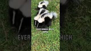 The Stinky Secret Weapon of Nature: Meet the Skunk!