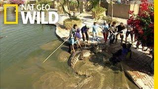 Enormous Hybrid Croc | Python Hunters