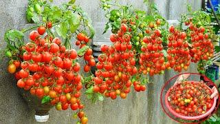 How To Grow Tomatoes On The Wall Simple High Yield Without A Garden