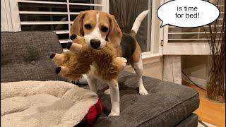 Cute beagle says it's time for bed