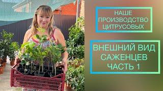 Наше производство Цитрусовых 🪴Часть 1 🪴Питомник Цитрусовых 