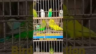 birds sound #shorts #viral #viralvideo #dubai #birds