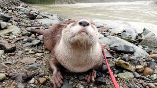 A sad-looking otter looking at a swollen river [Otter life Day 294]【カワウソアティとにゃん先輩】