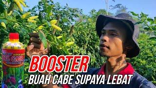 PUPUK KCL CAIR UNTUK BOOSTER BUAH CABE BIAR LEBAT | CABE ABAYOMI